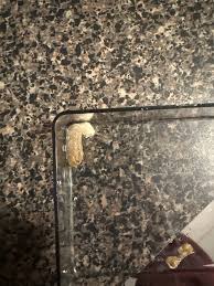 Is this a poop or dead egg from crested gecko?