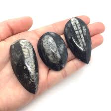 Orthoceras Fossil Polished Stone - Etsy