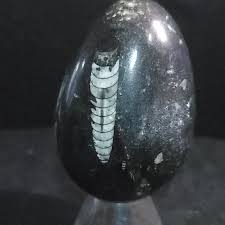 Orthoceras Egg - 2 Awesome Orthoceras in This Carved Egg ...