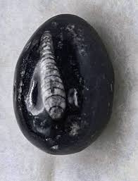 Orthocerus Fossil Eggs – RSMGALLERY