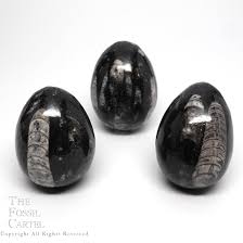 Orthoceras Fossil Egg - The Fossil Cartel