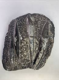 Orthoceras Plate Polished Devonian Fossils Fossilien ...