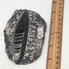 288g,4.7"x3.2"x1.2" Fossils Orthoceras (straight horn) SQUID ...