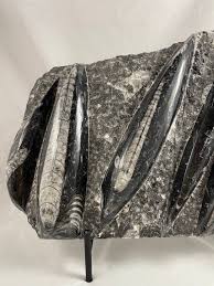 Large Orthocerus Fossil Specimen - Etsy