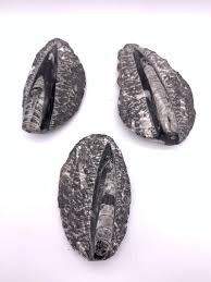 Fossil Orthoceras – Buried Treasures Crystals