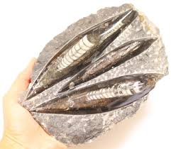 946 Kilos Moroccan Fossilized 270 Million Year Old ...