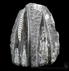 Orthoceras Plaque For Sale | Paxton Gate