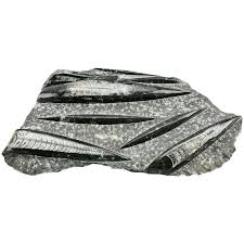 Orthoceras Fossils Polished Cluster Slab In Sea-Bed Matrix ...