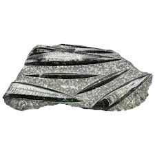 Similar Items to Orthoceras Fossils Polished Cluster Slab In ...