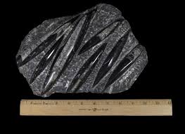 Black Orthoceras Plaque - 7 Cut - Kids Love Rocks