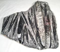 Genuine Sea Squid (Orthocera) Fossil Plate Replica ...