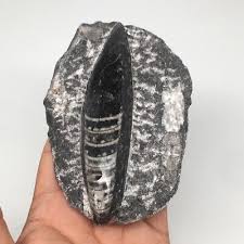 288g,4.7"x3.2"x1.2" Fossils Orthoceras (straight horn) SQUID @Morocco, MF1642 | eBay