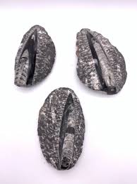 Fossil Orthoceras – Buried Treasures Crystals