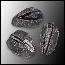 Orthoceras in Matrix (Morocco)| The Gem Shop, Inc.