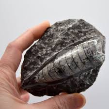 Orthoceras Fossil in Matrix from Morocco – Gatsby Gems LLC