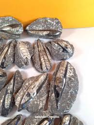 Orthocerius Lot M9: 17 Pieces of Middle Ordovician Cephalopod - Grounded Lifestyles