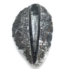 Orthoceras Slab • Morocco • 319.1 grams ~ 144x86x25mm