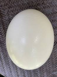 Genuine Blown Out Ostrich Egg Empty Shell Around 6" BIG | eBay
