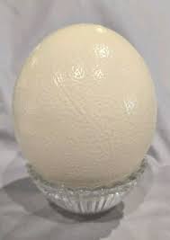 Large Blown Out Ostrich Egg Shell for Painting, Carving ...