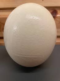 Discount Multi Buy Imperfect Blown Ostrich Eggs - Etsy
