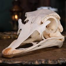 Real Ostrich Skull, biggest bird anatomy, Emu, Cassowary bone taxidermy anatomy | eBay