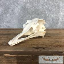 Ostrich Full Skull For Sale - Creel Taxidermy