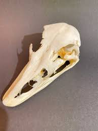 Ostrich Skull in Clear Case. Real Specimen.taxidermy. Insectsofbeauty. Oddity. Macabre. Skull. Bones. - Etsy Israel