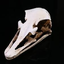 Bear Skull Realistic Wolf Skull Resin Decor - 8.66" Long Animal Skeleton Figure Skullanimal Plush