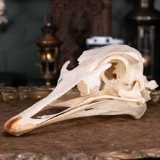 Bird Taxidermy for sale | eBay