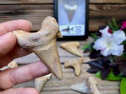 Otodus Shark Tooth Fossil in Display Case - Etsy