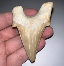 MONSTER OTODUS OBLIQUUS Fossil Shark Tooth 2.93 IN MEGALODON ...