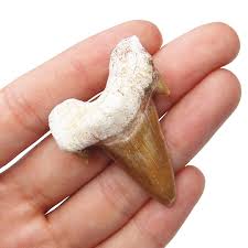 Otodus Shark Tooth Authentic Fossil Specimen 54 Million ...