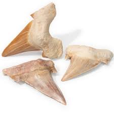Fossil Shark Tooth (Otodus obliquus) - Large | Evolution Store