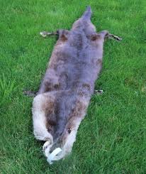 LARGE OTTER SKIN WITH FEET - Centralia Fur & Hide