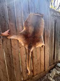 Wild Boar Pelt - Etsy Canada