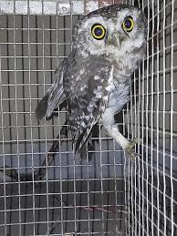 File:Oul-the world life since.jpg - Wikimedia Commons