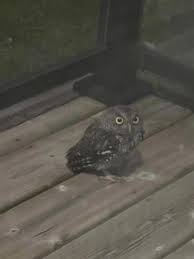 Can someone tell me what kind of owl this is? It got stuck ...