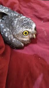 A spotted owlet 🦉with a leg injury has been successfully ...