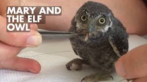The Smallest Owl In The World: MARY AND THE ELF OWL (2015 ...