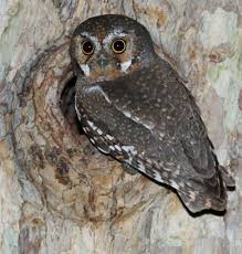 Elf owl - Wikipedia
