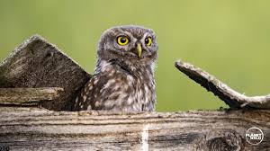 The Little Owl: Europe's Most Adorable Bird · Planet Wild