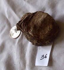 Dinosaur Bone, FOSSIL ( 36 F, B9) | eBay