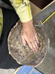 Found in someone's garbage pile : r/whatsthisrock