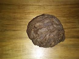 What type of fossil is this, coral or vegetation?