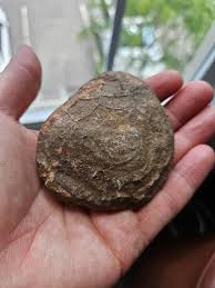 Is this a fossil or just a cool rock? : r/fossils