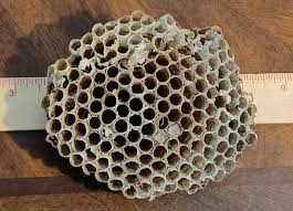 Bee / Wasp Nest - 4.5x4x1.5" - From Sun City Center, Florida ...