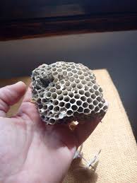 Big Paper Wasp Nest, Real Wasp Hive - Etsy