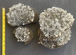 Paper Wasp Nest combs | eBay