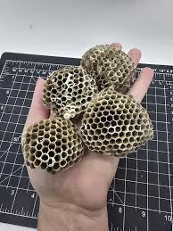 4) 2" Wasp Nests, Yellowjacket Nest, Yellow Jacket Nest ...