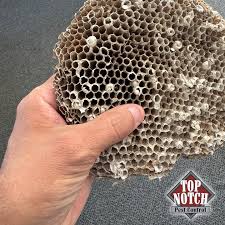WHAT IS THIS?? If you guessed Paper Wasp Nest then you are ...